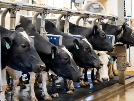 Tag Clust Custom CowTag: Agor Cyfnod Newydd O Ffermio Gwartheg Clyfar