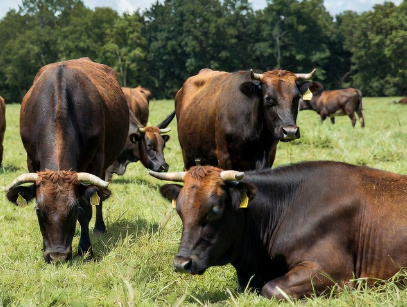 Tagiau Gwartheg Gwydn RFID ar gyfer Ffermio Modern